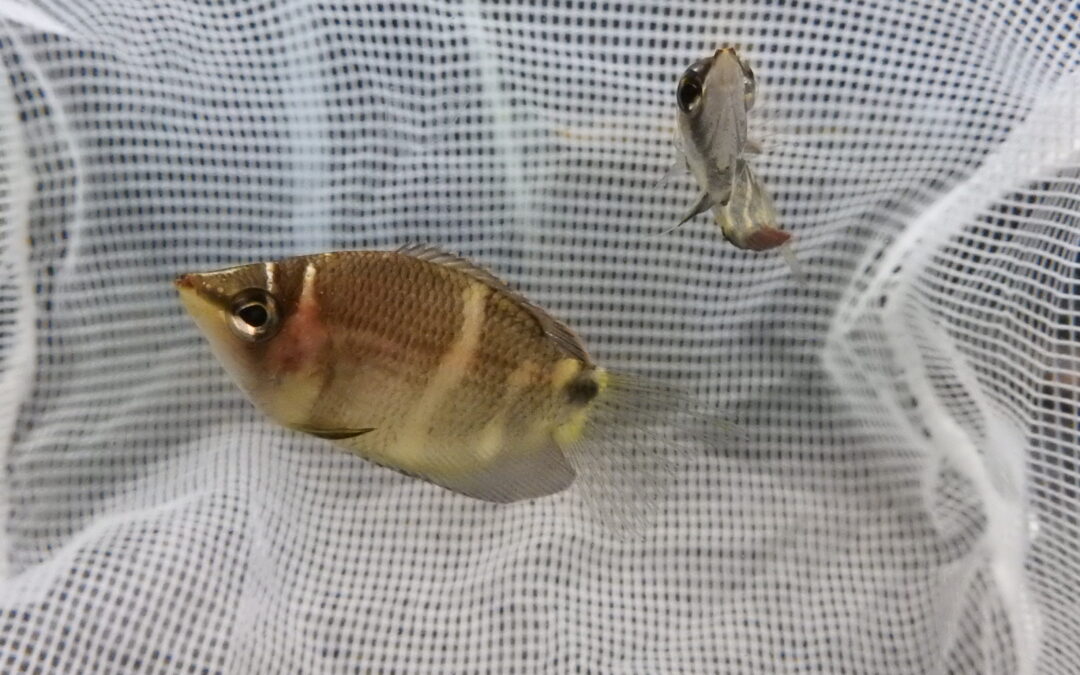 チョコレートグラミー