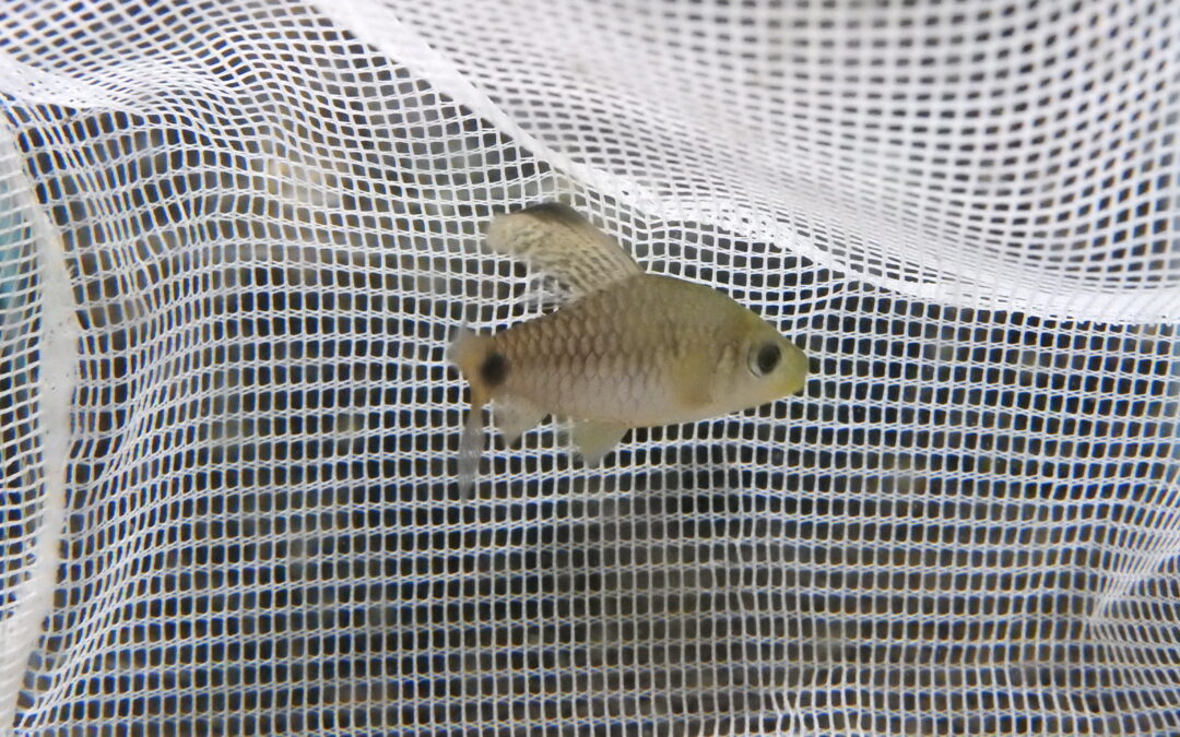 ドレープフィンバルブ