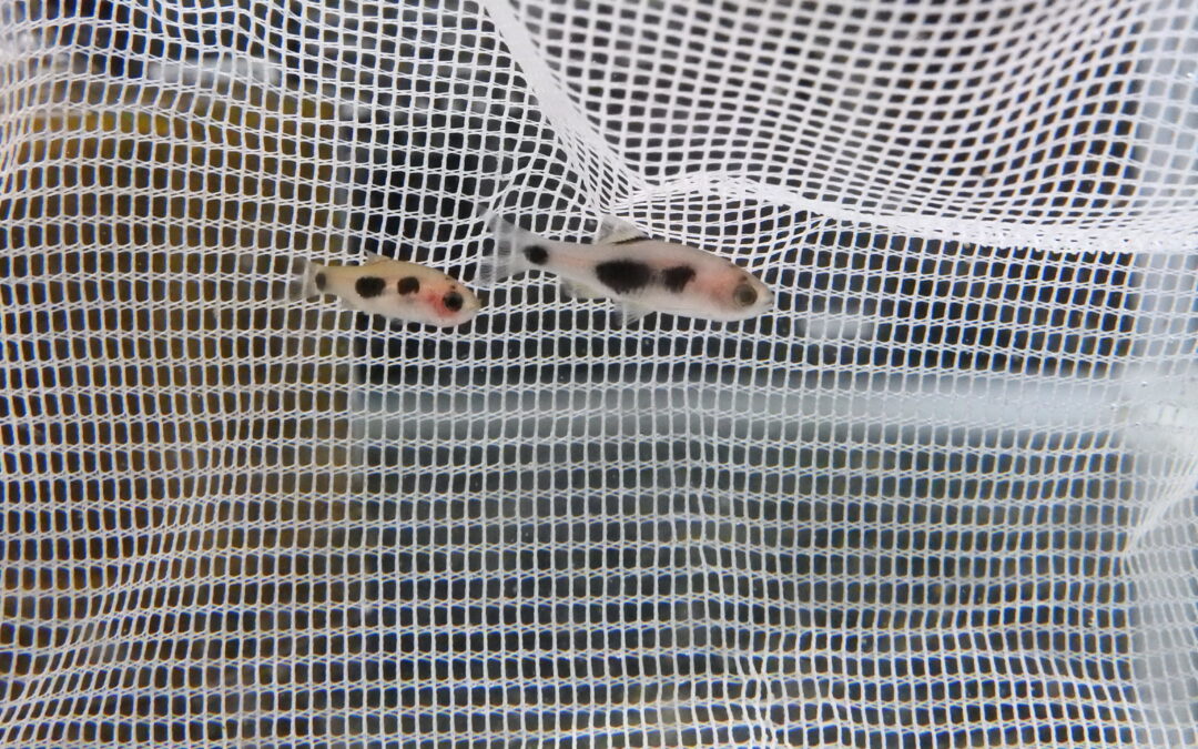 バタフライバルブ　ペア