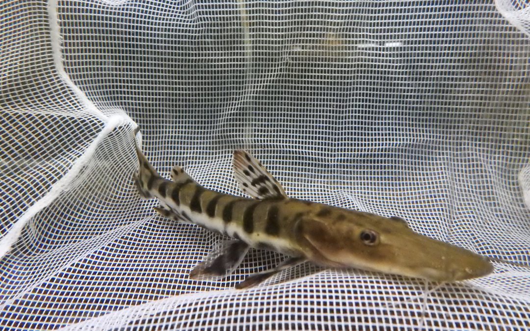 【お知らせ】閉店セール！