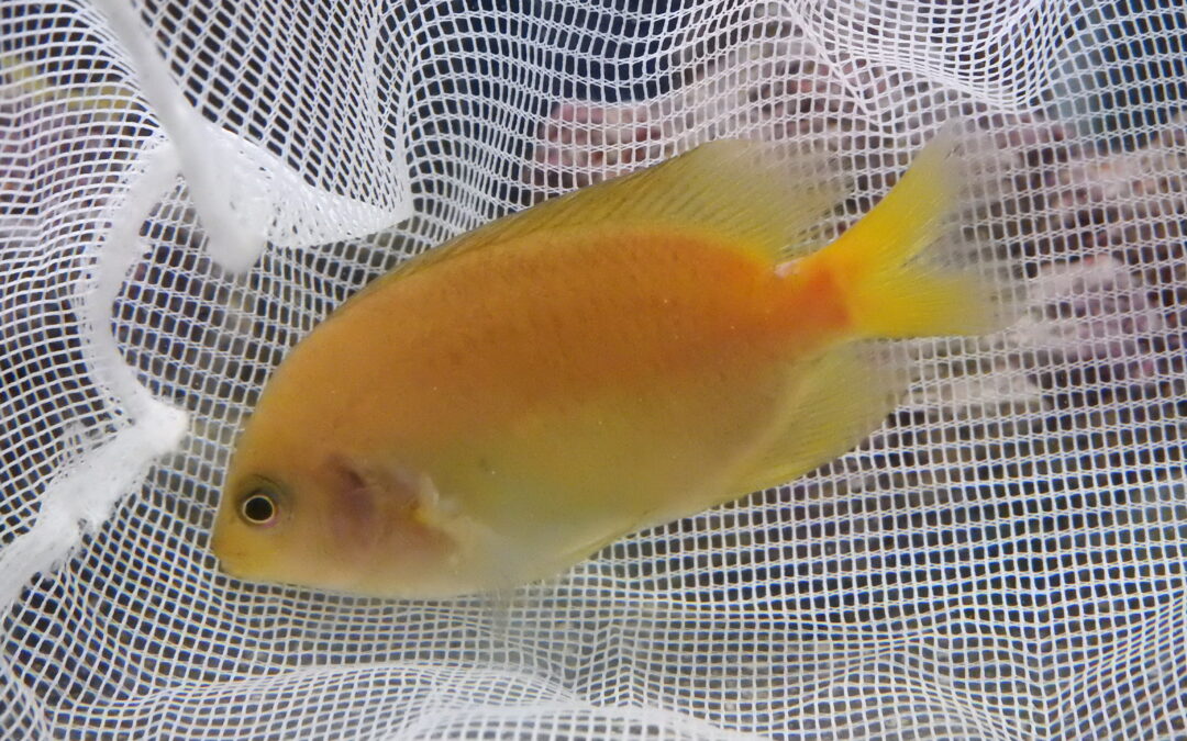 クロソラスズメダイ属の色彩変異個体