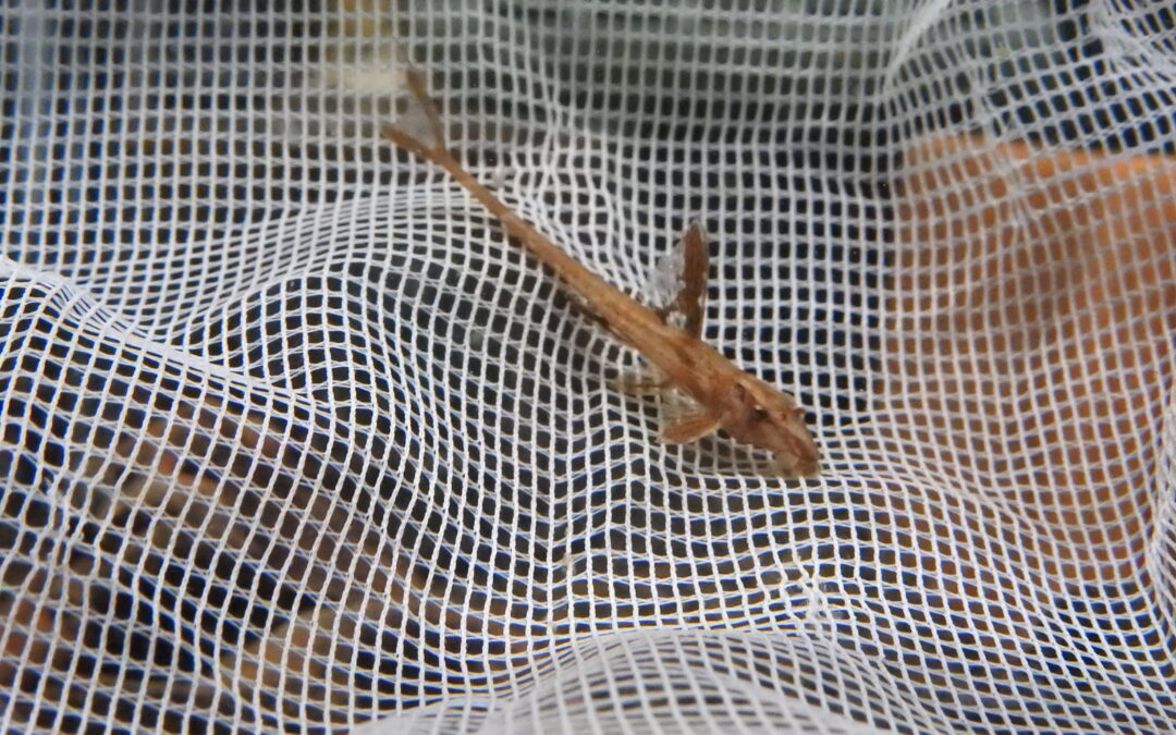 リネロリカリアsp レッド