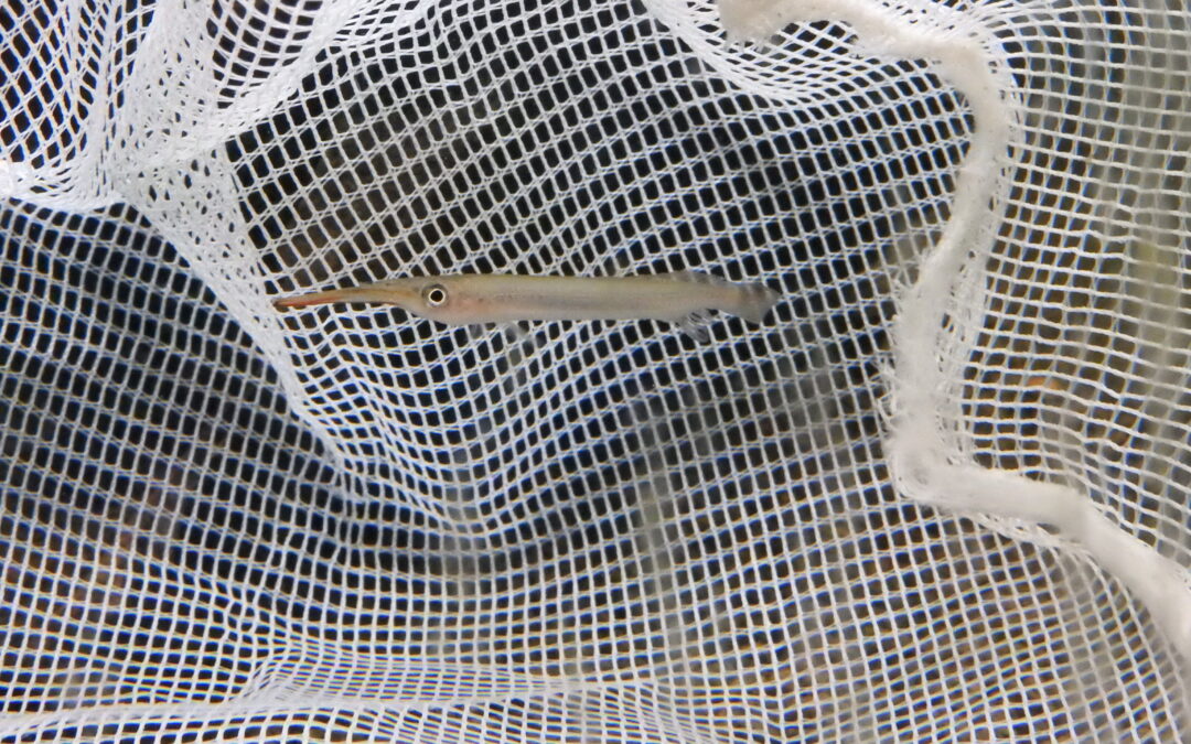 レッドラインハーフビーク