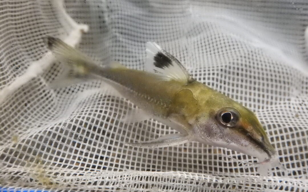 ロングノーズコンコルドキャット　WILD