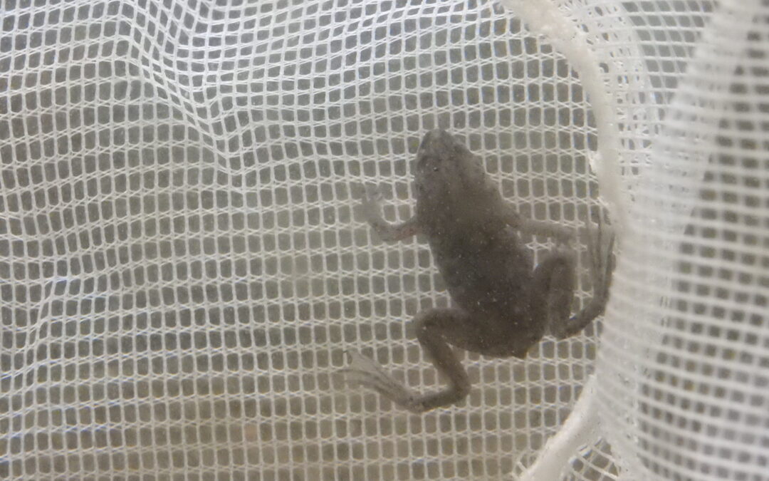 ヒメツメガエル