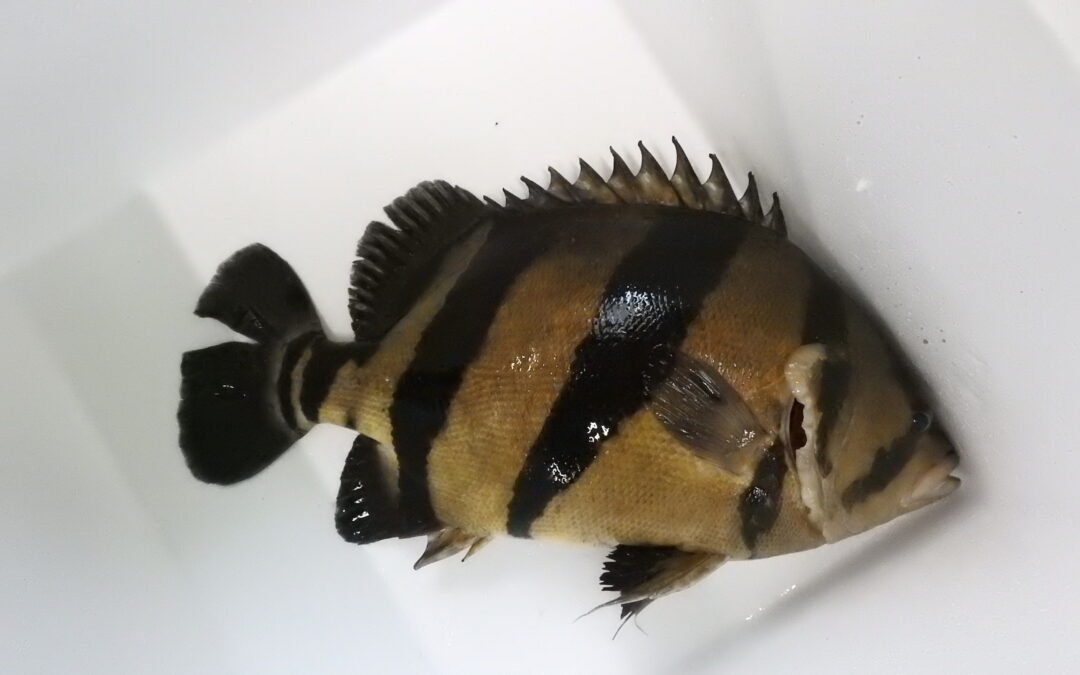 シャムタイガー