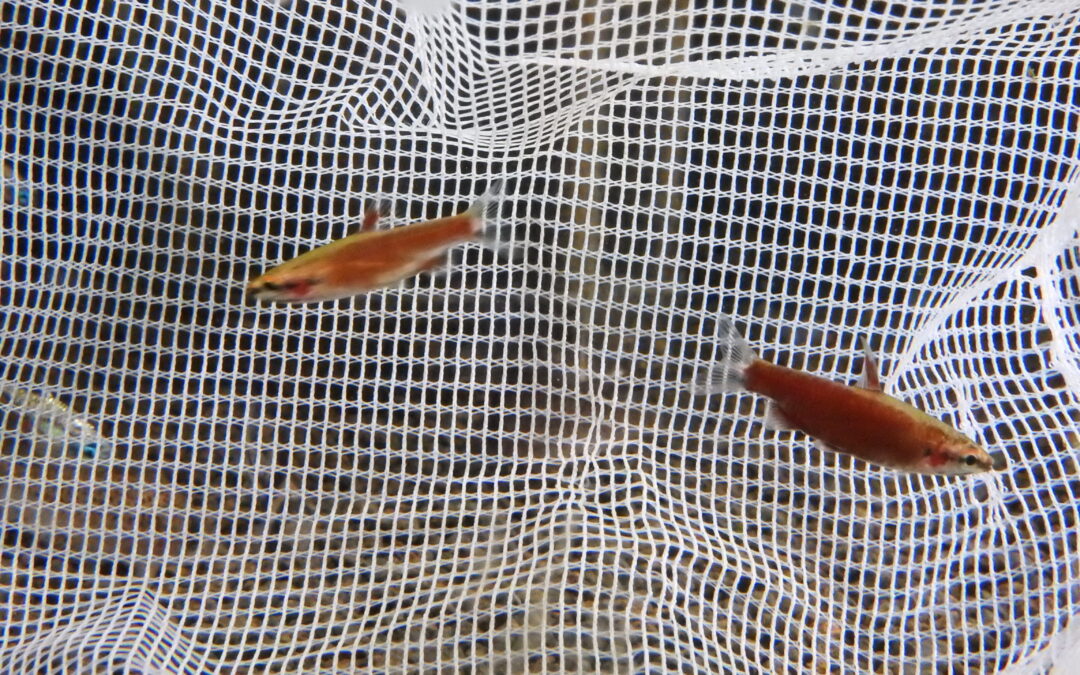 クリムゾンレッドペンシル