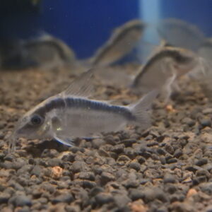 <span class="title">年末の営業について</span>