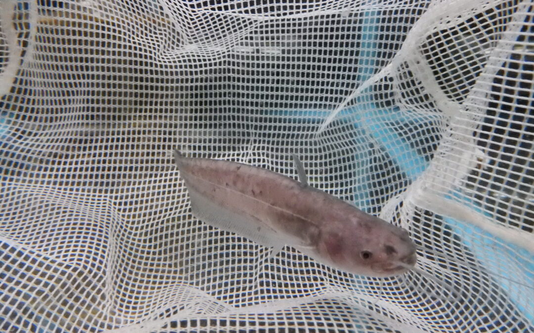 イワトコナマズ