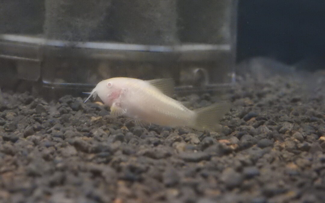 コリドラス・アルビノイルミネータス