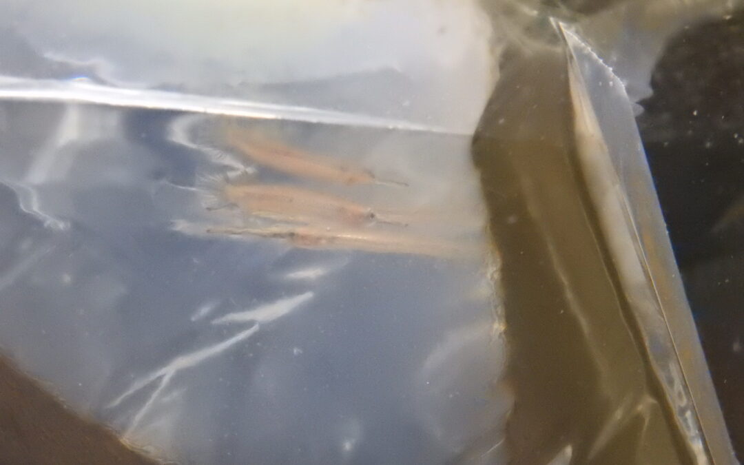 ゴールドラインハーフビーク