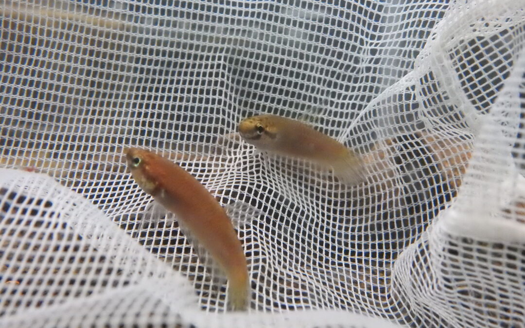 ベタ・ルブラ（ペア）