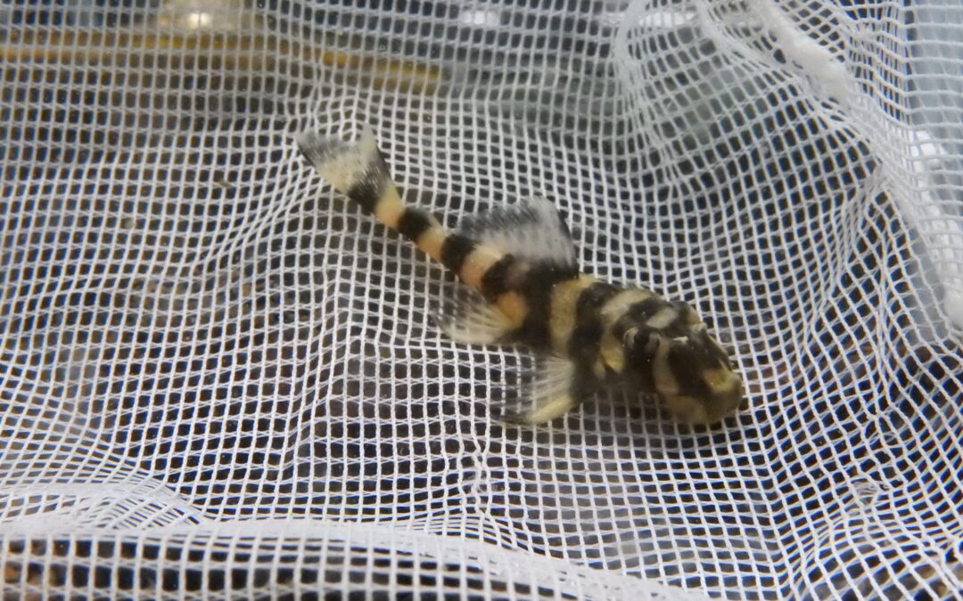 プレコ・オトシン