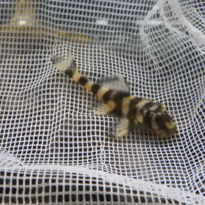 <span class="title">プレコ・オトシン</span>