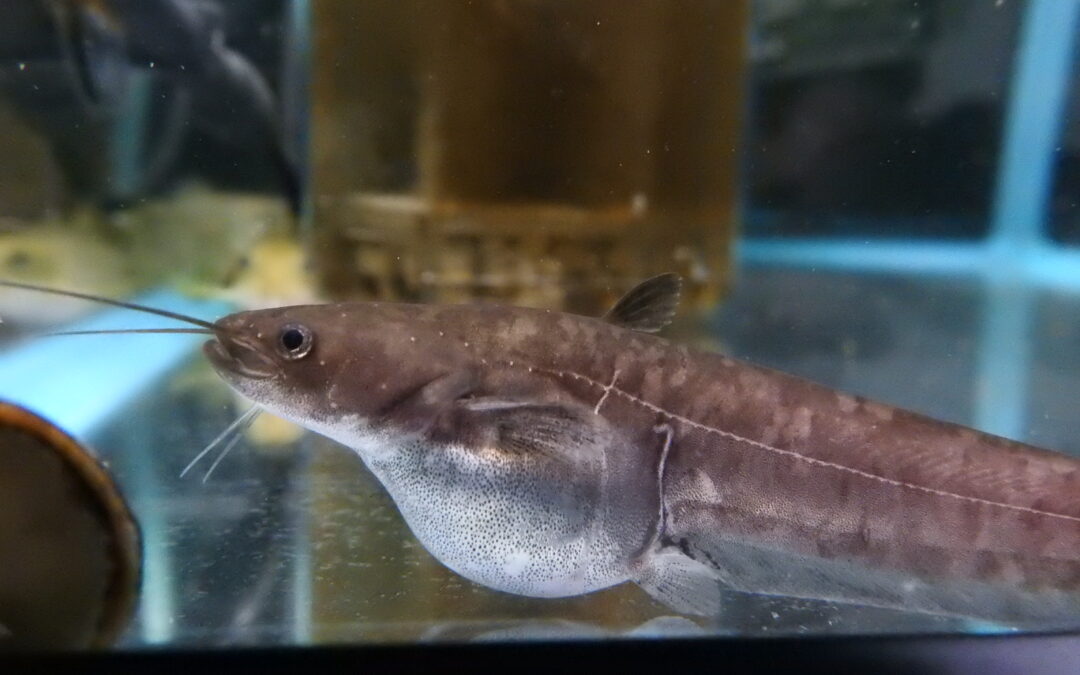 送料の値上げについて