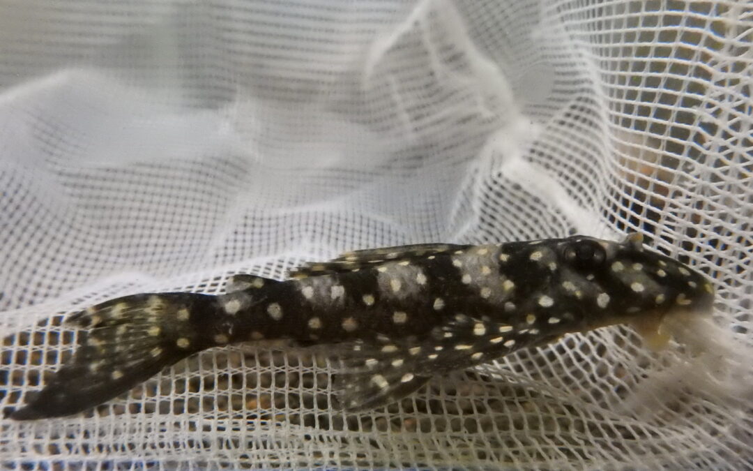 リクエスト画像