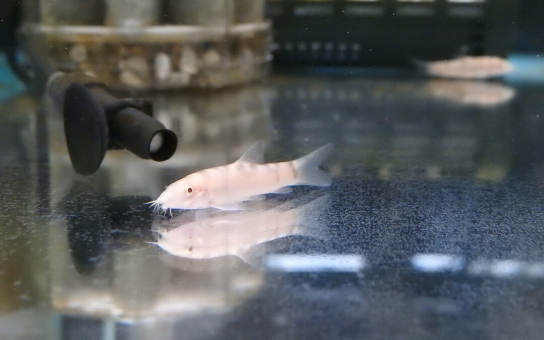 アルビノパキスタンローチ