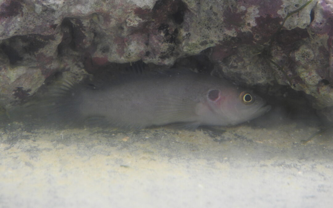 ジャノメヌノサラシ