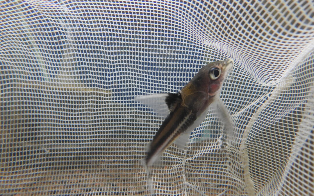 テネルス・レポリヌス