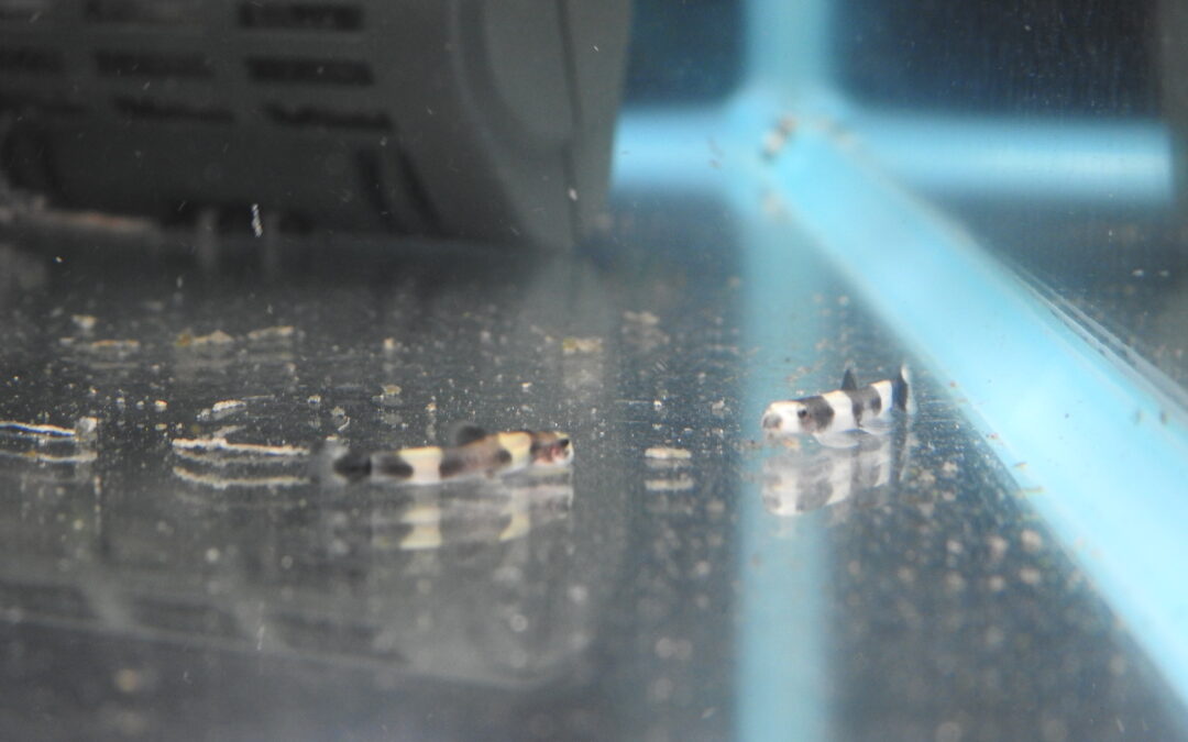 パンダシャークローチ