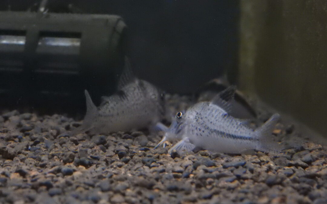 コリドラス・クリスチーナ