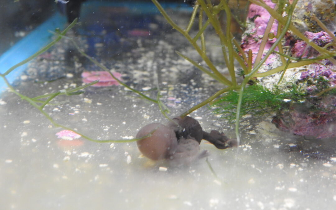 バンダコウイカの卵