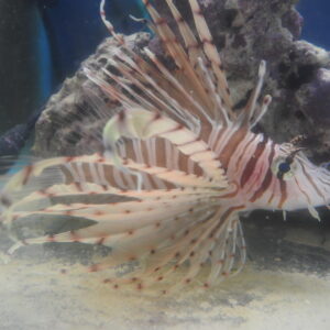 <span class="title">入荷情報</span>