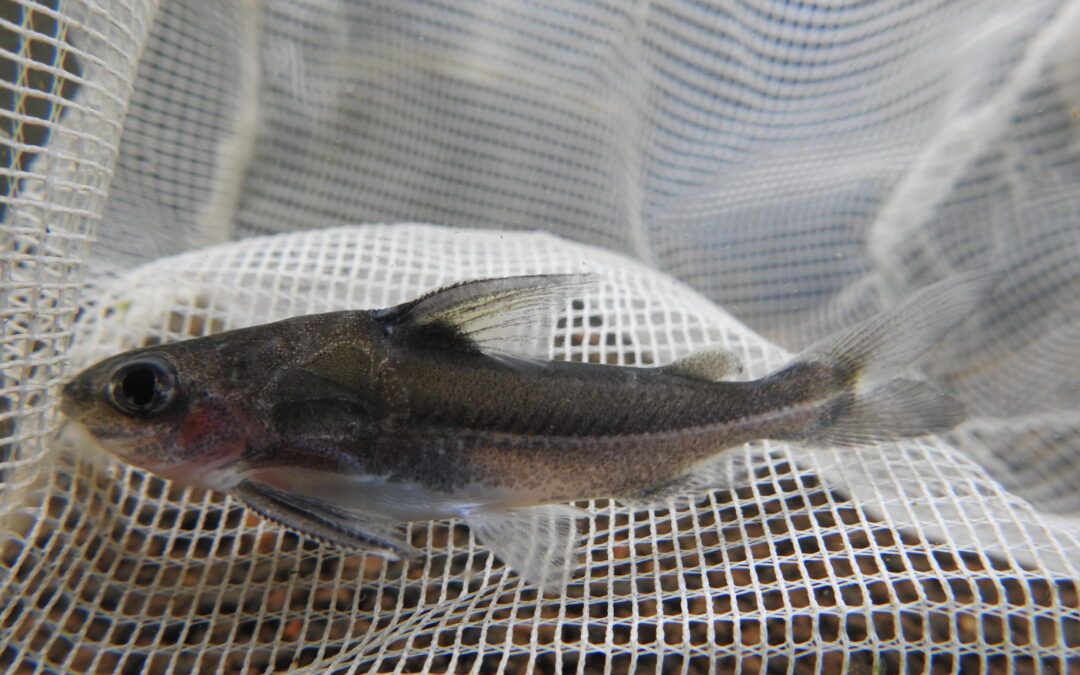 トラキドラス・スタインダックネリィ