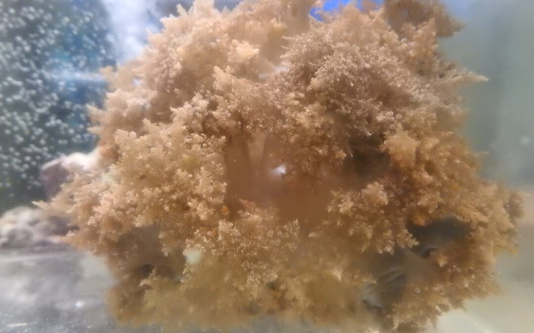 ウンバチイソギンチャク