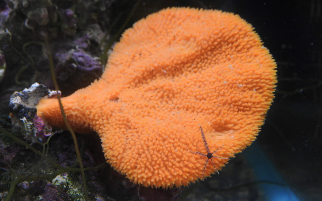 ウチワカイメン